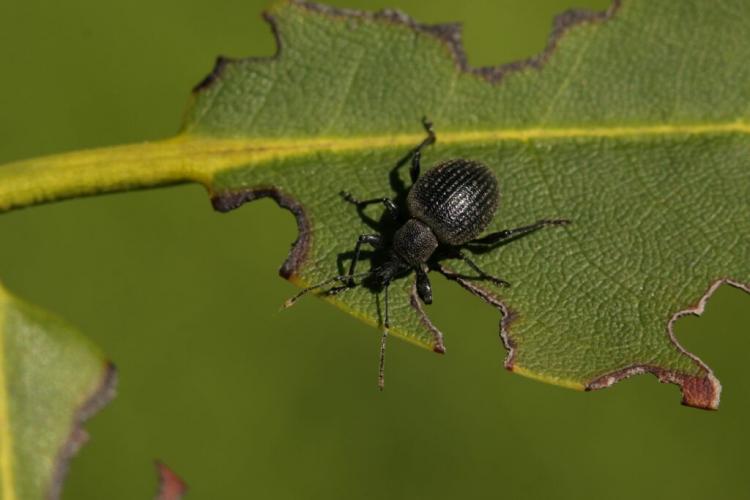 Black vine weevil: recognizing symptoms, preventing & controlling