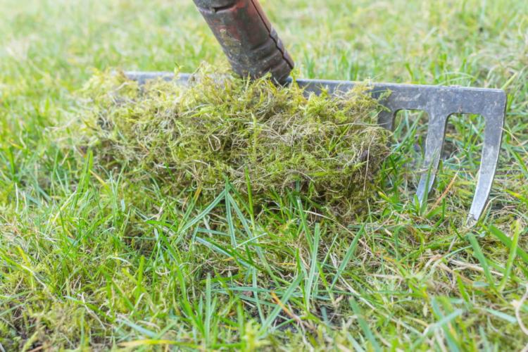 Ventilating the lawn: advantages & procedure for aerating the lawn?