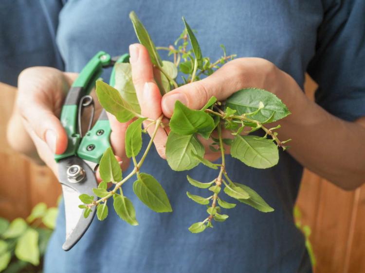 Fuchsia cut: topiary & winter cut