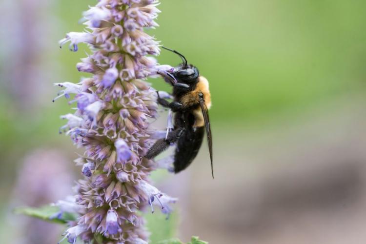 Hyssop plants: the herb against snails in your own garden