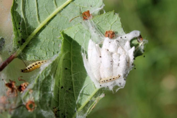 Apple web moth: Recognize, fight & prevent