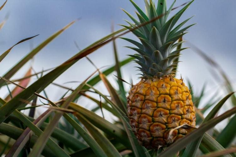 Pineapple: Everything About Cultivation, Care And Harvest