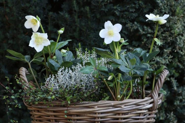 Christmas roses: expert tips on buying, location, care & Co.