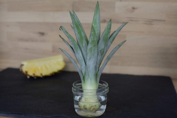 Planting Pineapples: Growing & Regrowth Instructions