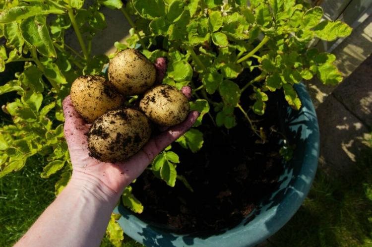 10 tips for growing potatoes in your own garden