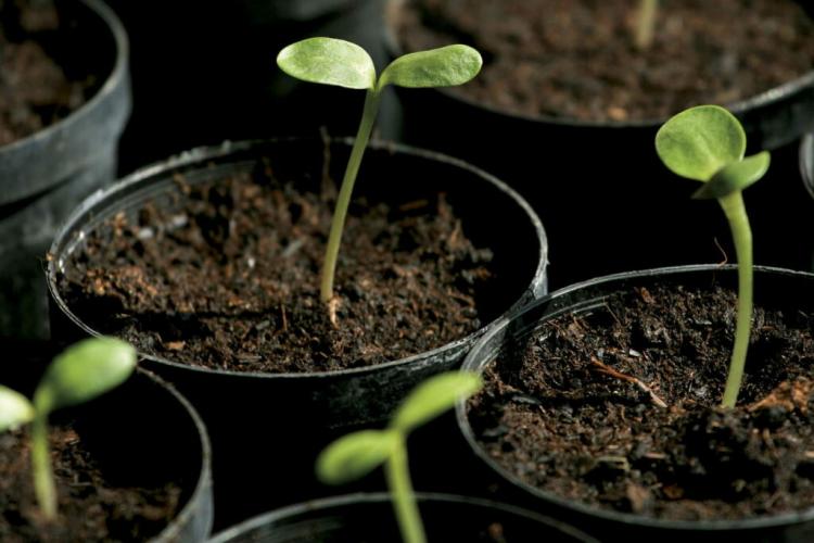 Sunflower plants: instructions for pots, beds & balconies