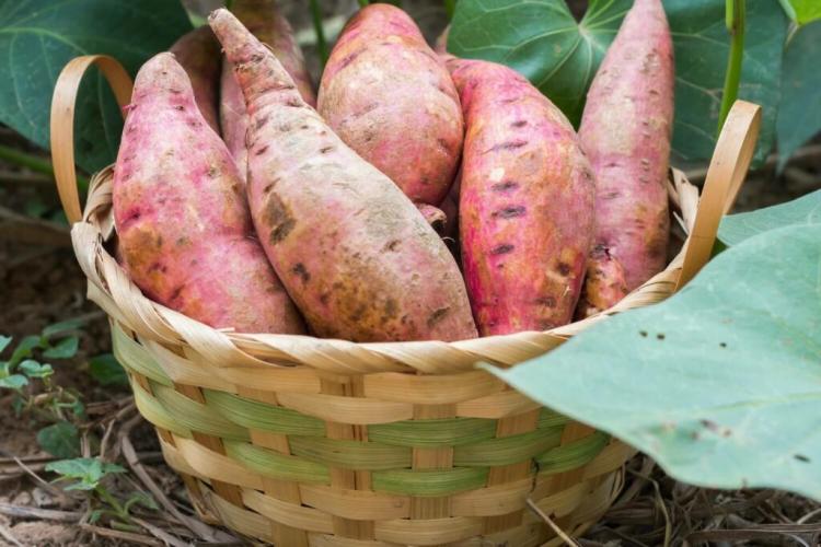 Sweet Potato: Overview And Information About The Sweet Potato