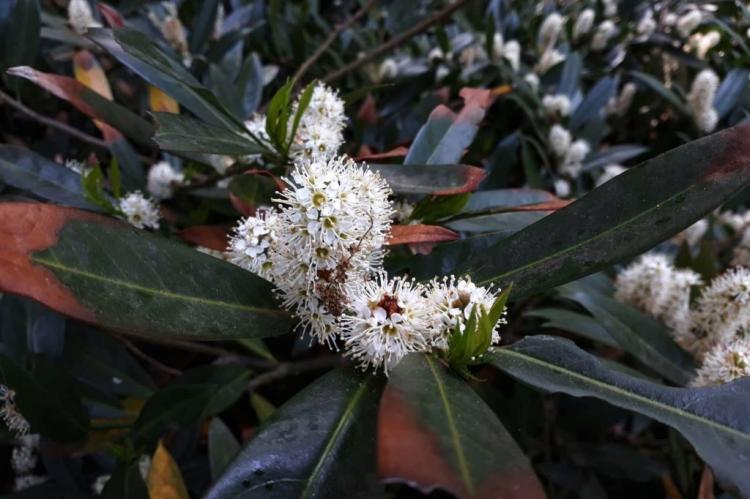 Cherry laurel brown and yellow leaves: causes & tips to avoid