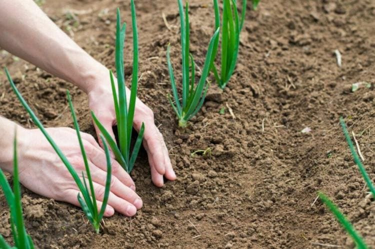 Growing spring onions: sowing, care and harvest time