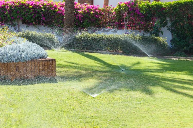 New lawns: this is how it is guaranteed to succeed even without expensive turf
