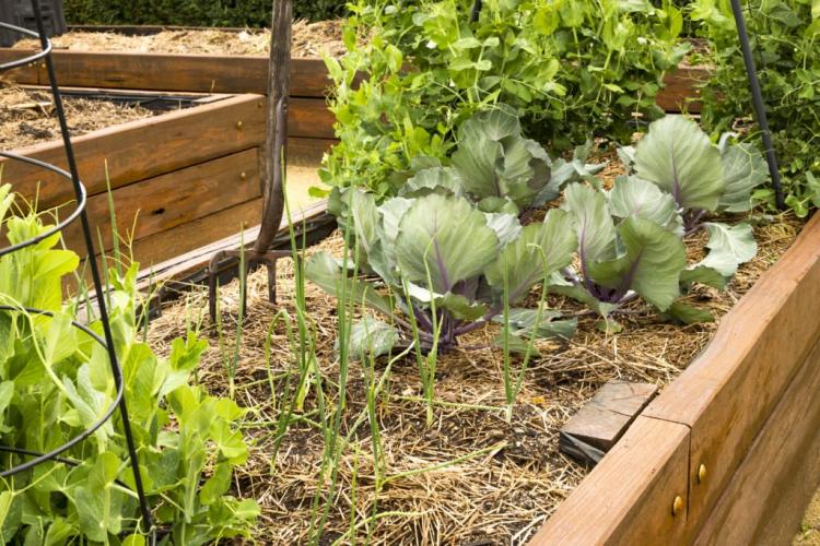 Raised bed in winter: planting and making it winter-proof