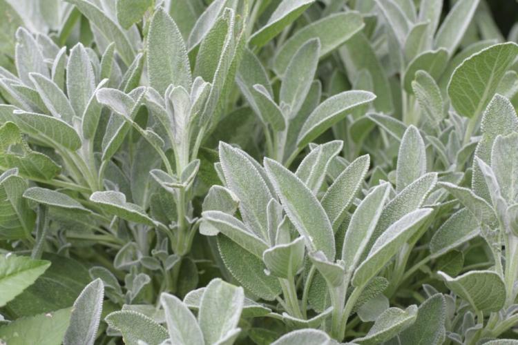 Harvesting Sage: All About Drying, Freezing, And Preserving