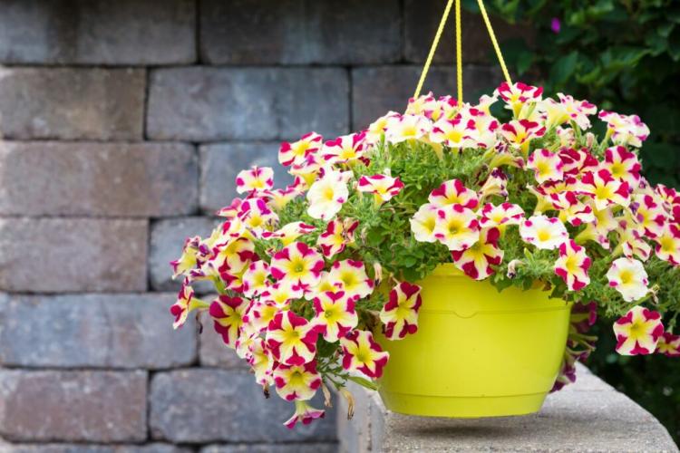 Caring For Petunias: Expert Tips