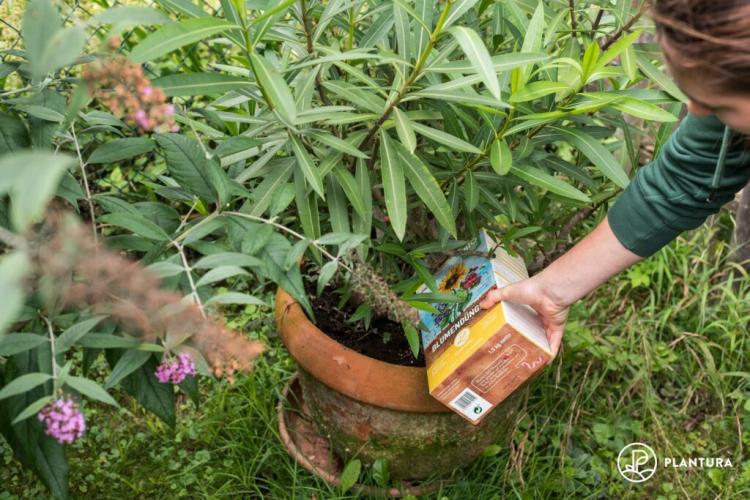 Fertilizing Oleander: Proper Care For Magnificent Flowers