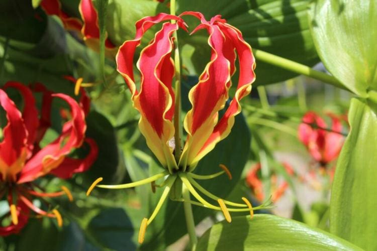 Crown of Glory: Planting, Care & Wintering of the Gloriosa