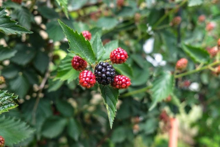 Blackberries: Expert Tips For Planting, Propagating & Removing