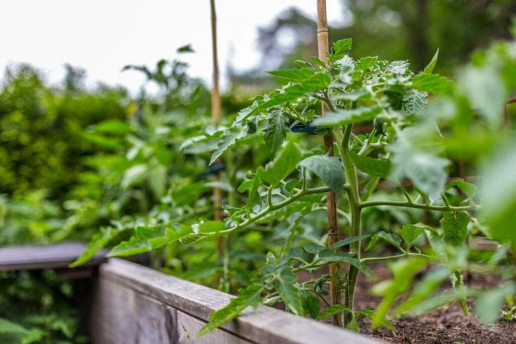 Tomatoes In The Raised Bed: Procedure And Suitable Varieties