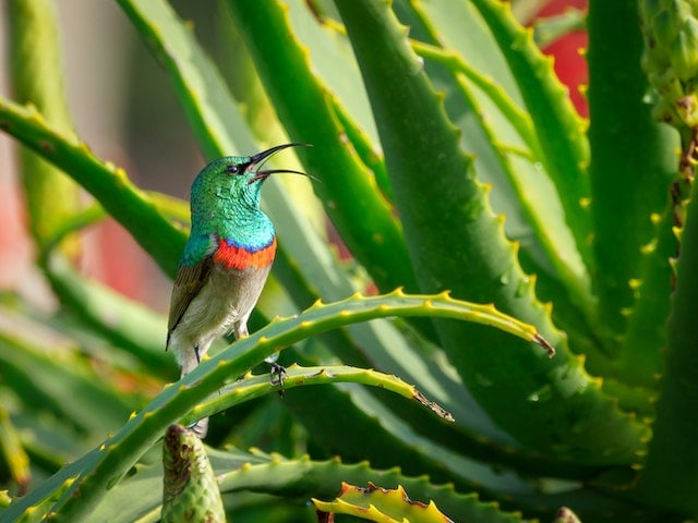aloe vera and hummingbird