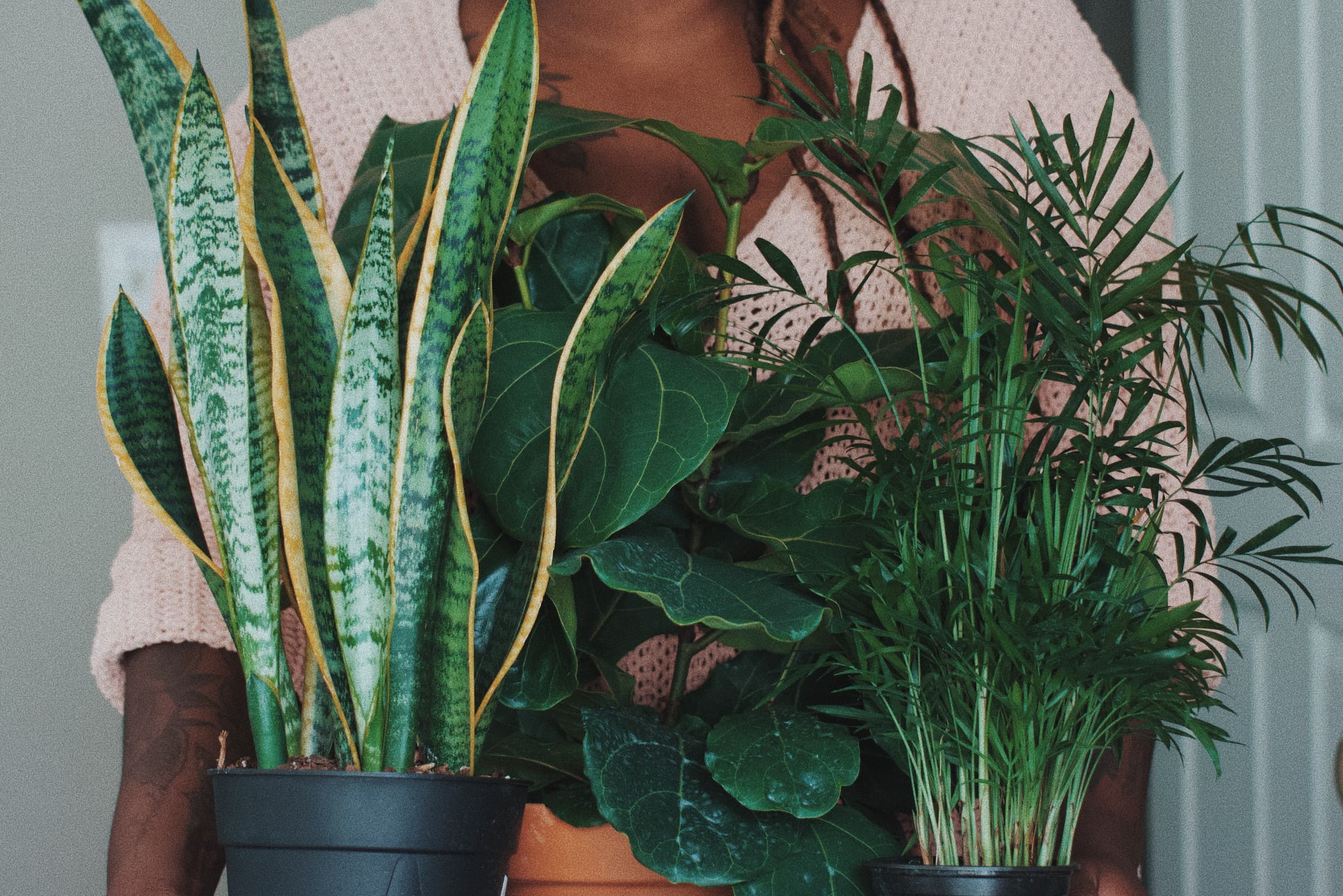 can snake plants live outside during the winter