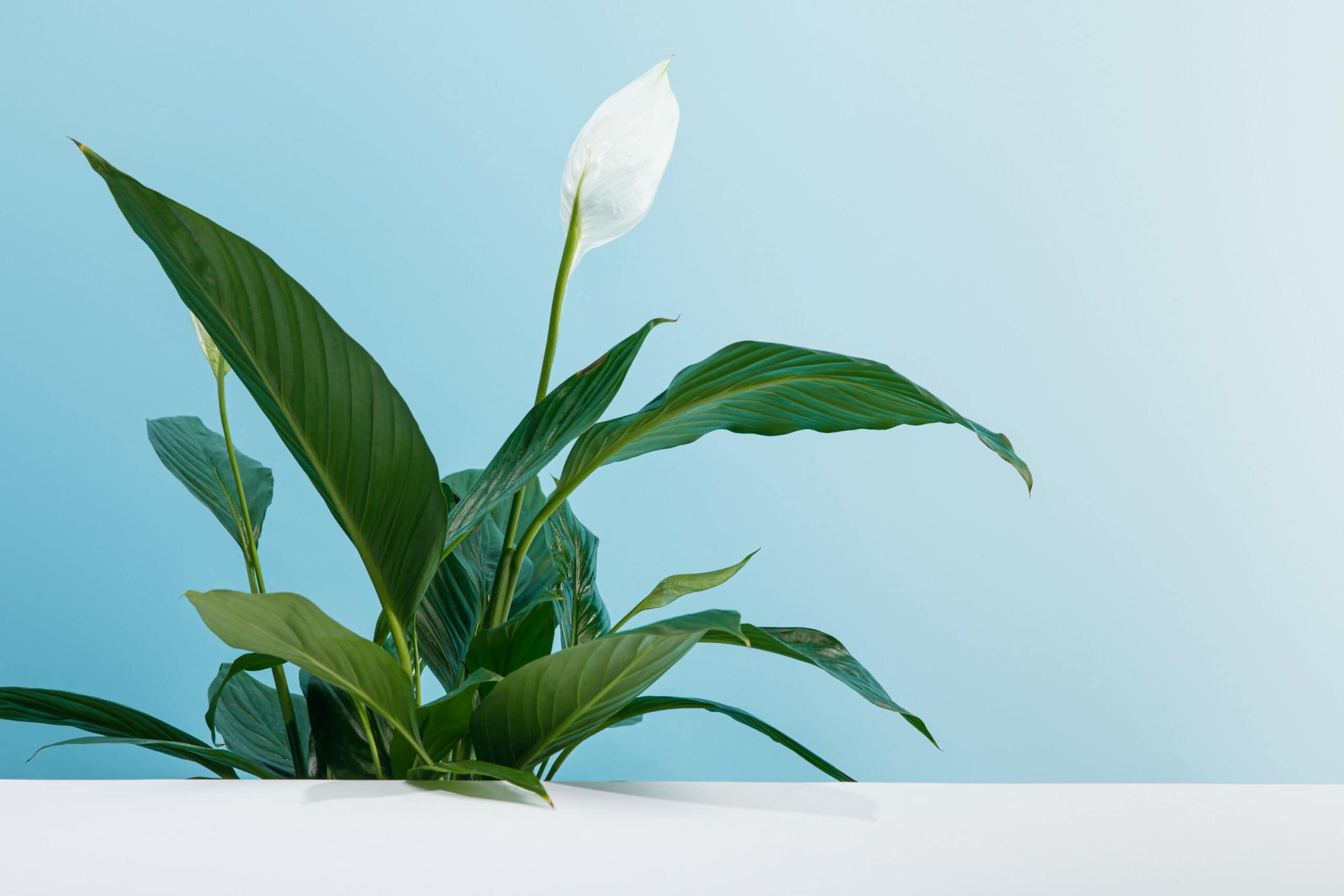 do peace lilies like to be root bound