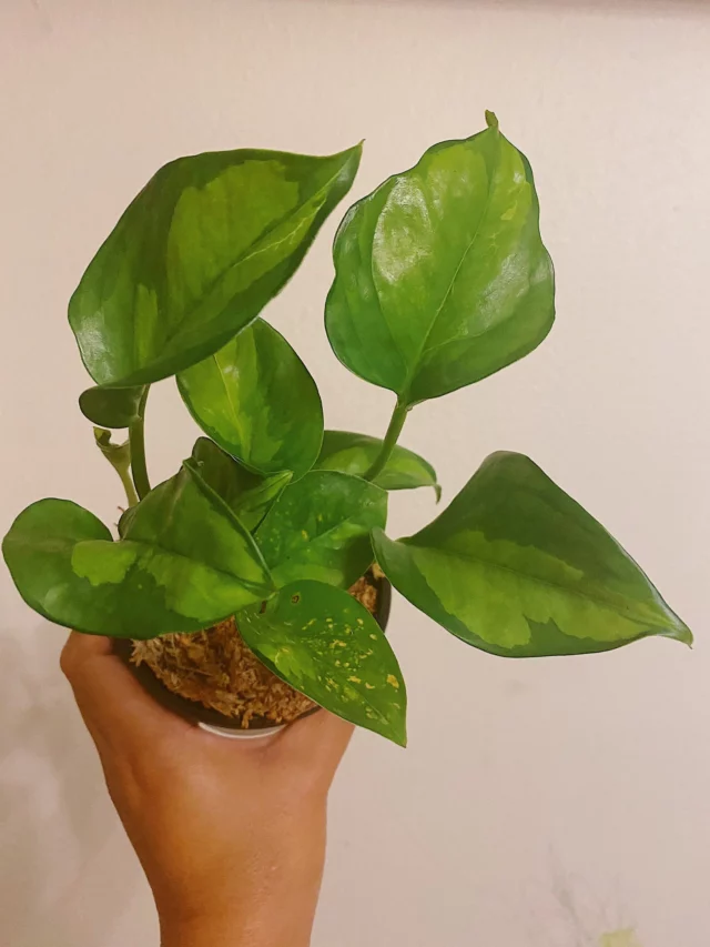 global green pothos in pot held by hand