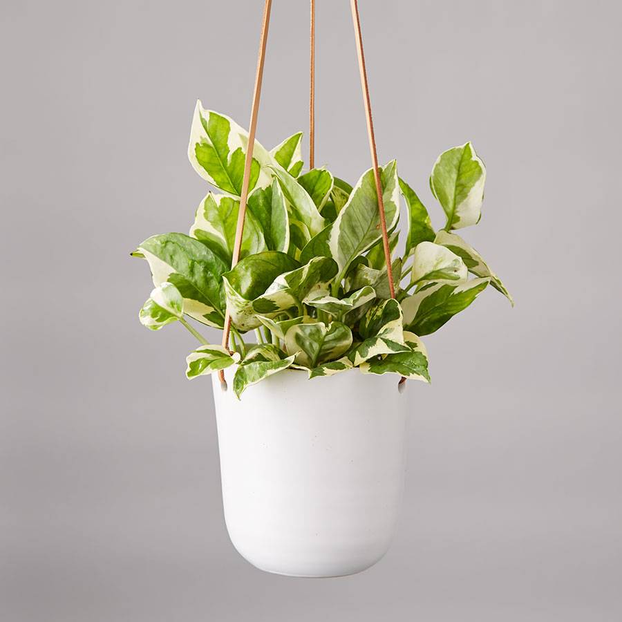hanging pothos plant