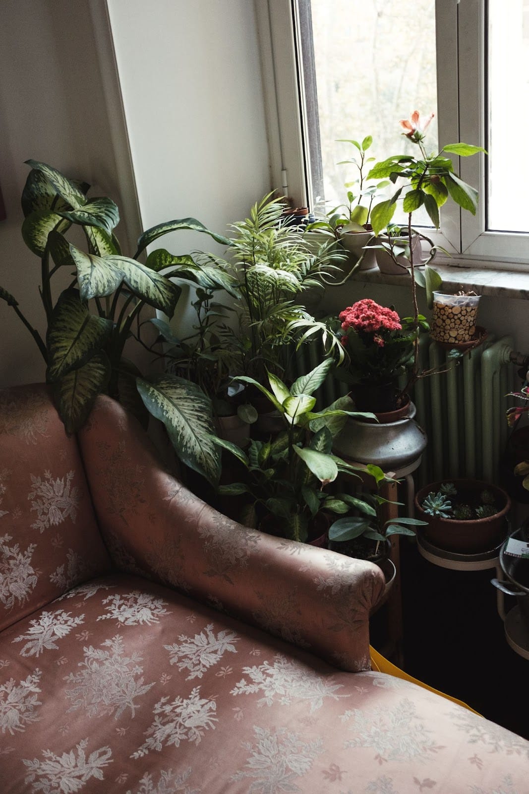 house plants by window