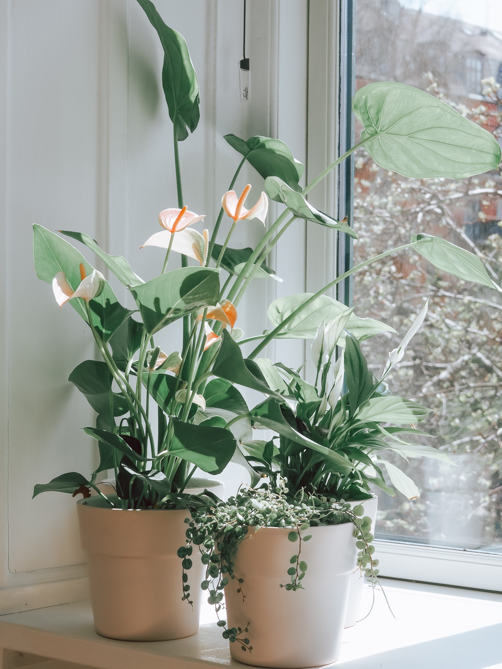 how long can peace lilies live in water
