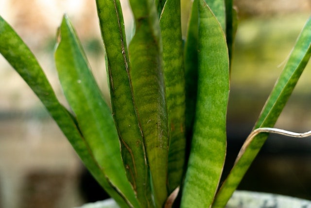 how to fertilize snake plant