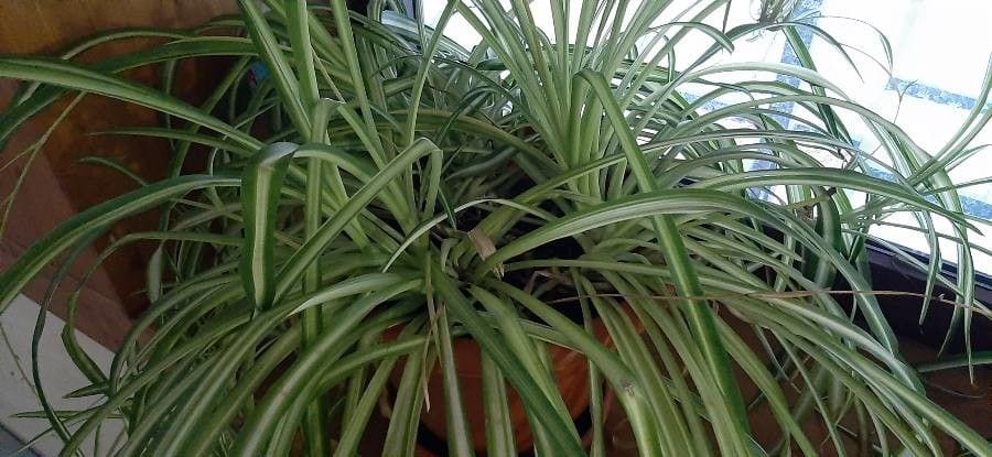 how to make spider plant bushier