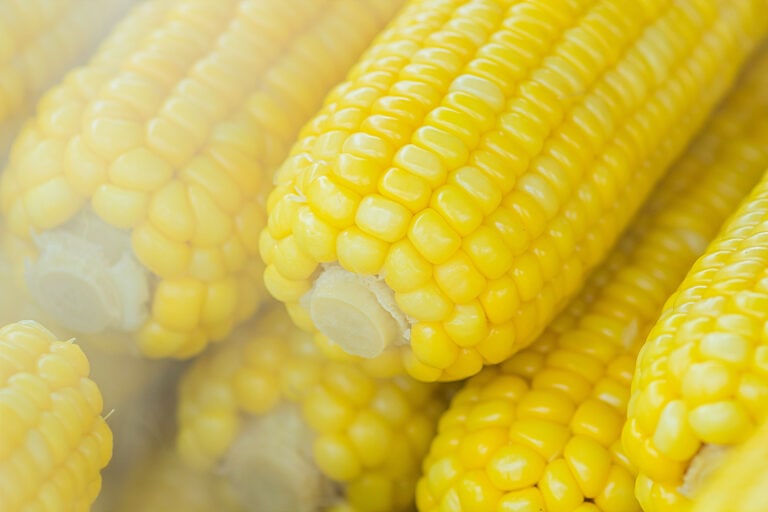 Is Corn Man Made?