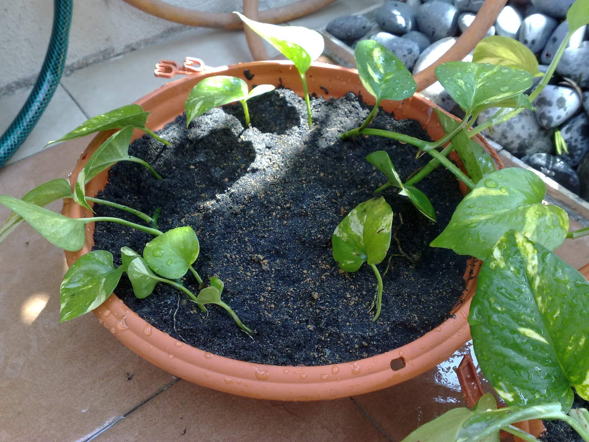 leggy money plant in pot