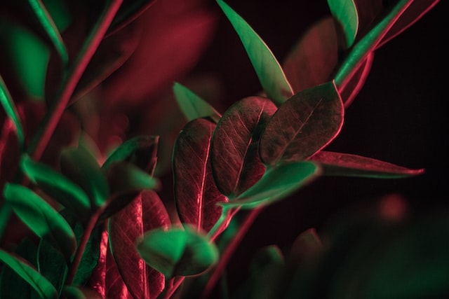 Zamioculcas zamiifolia poisonous