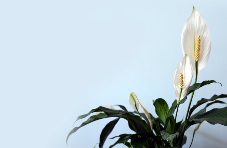 How Long Can A Peace Lily Live In Water?