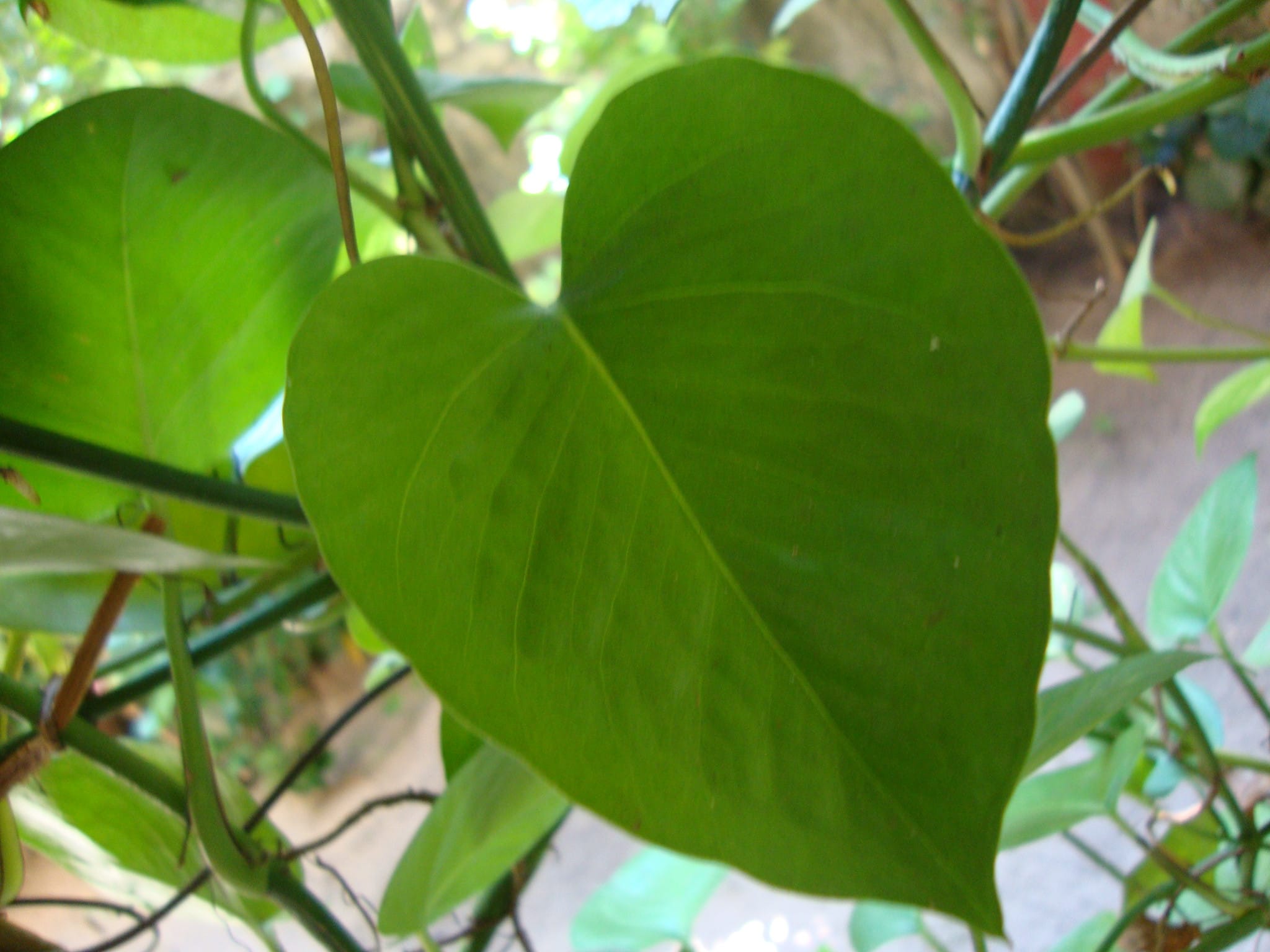 pilea plant
