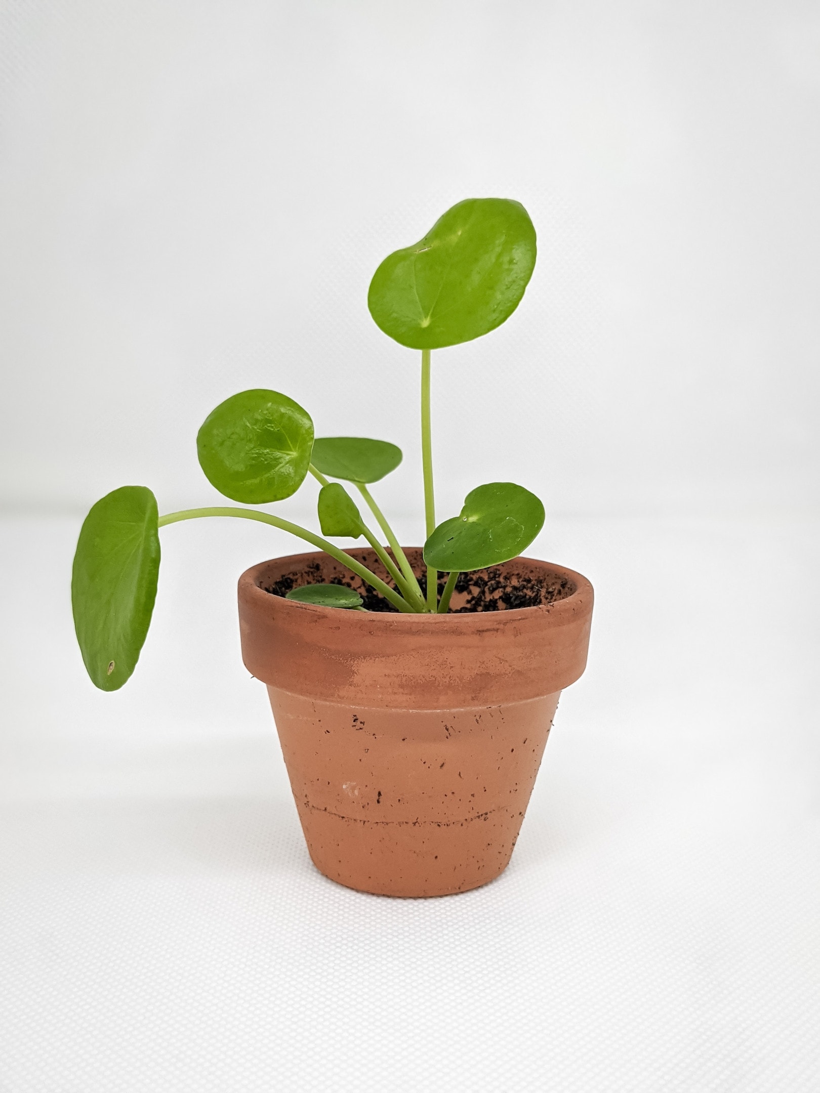 pilea plant in pot
