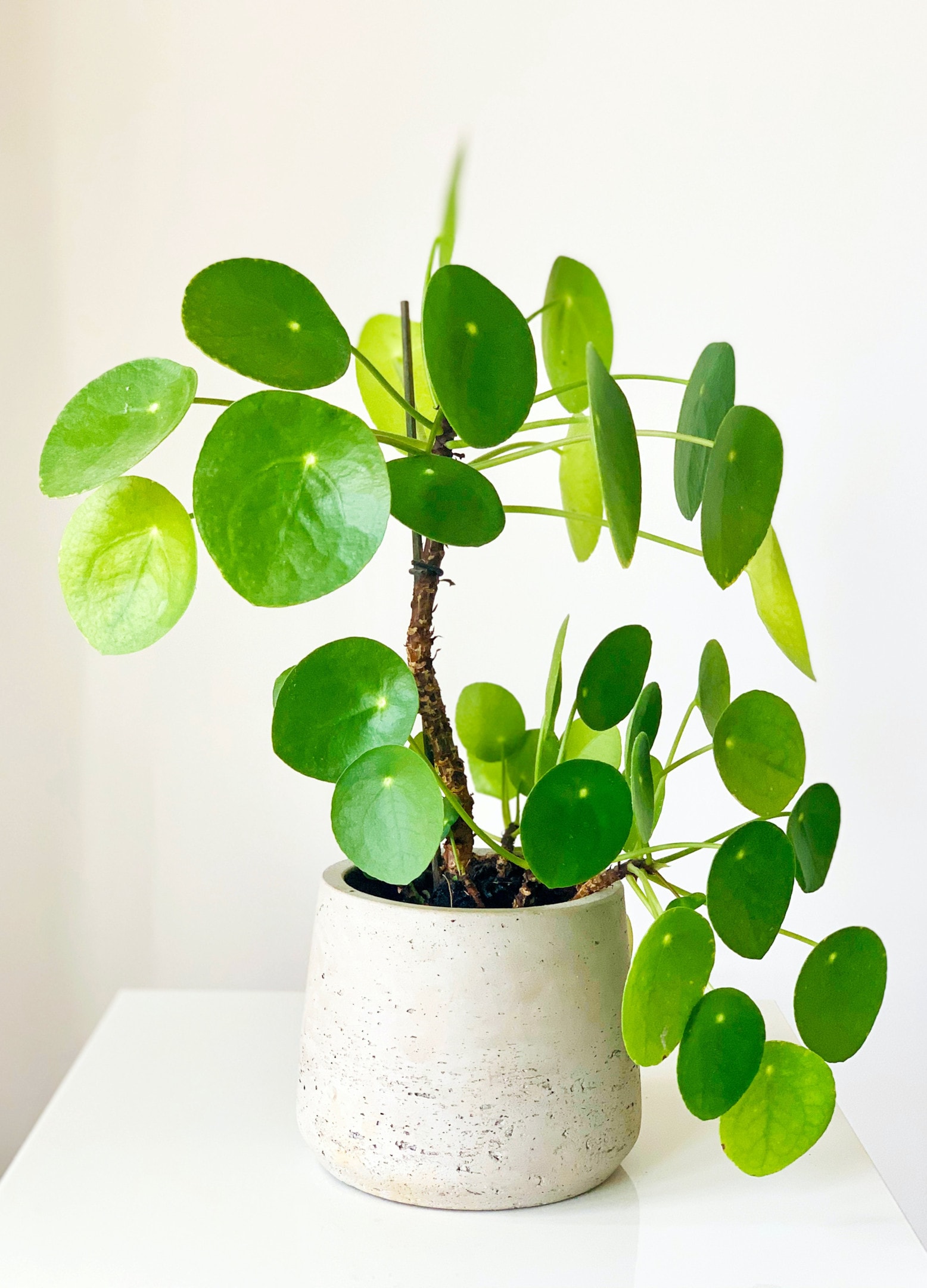 pilea plant in pot how much water