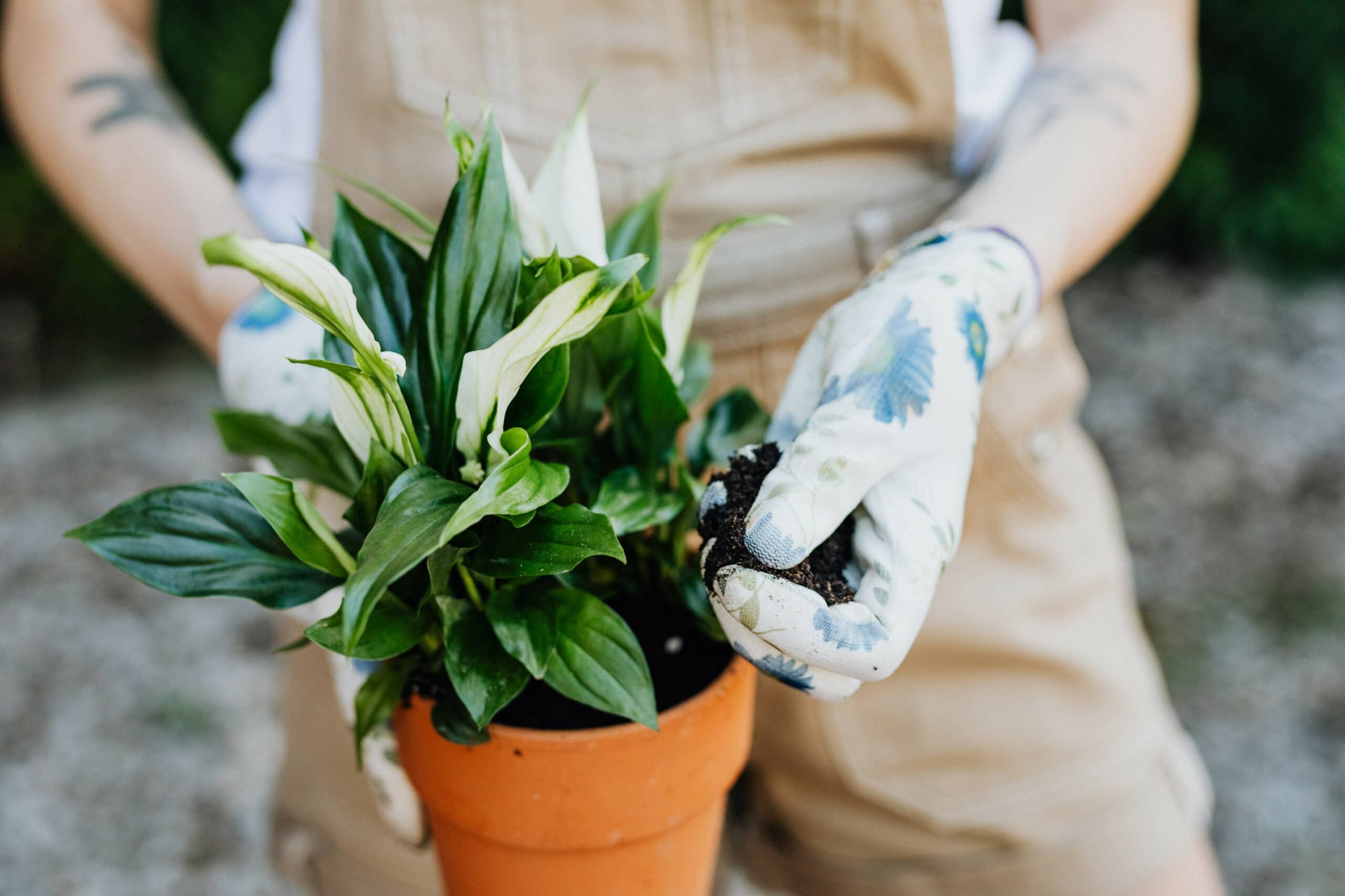 planting peace lily in soil