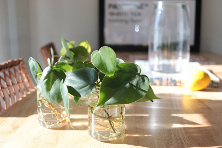 Do Pothos like to be Root Bound? Your Questions Answered.