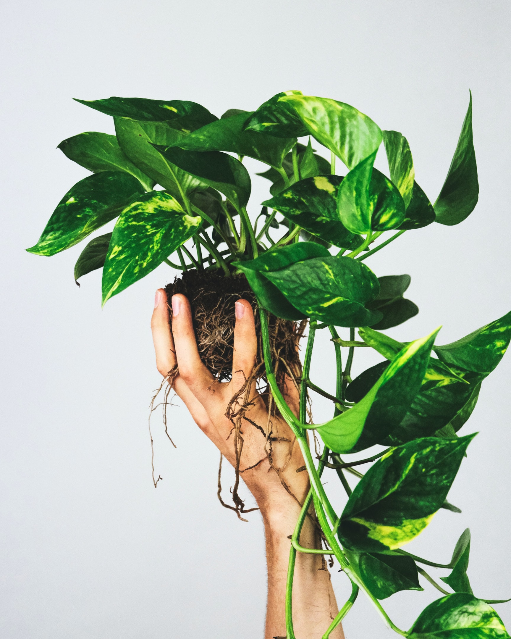 pothos in hand held by roots