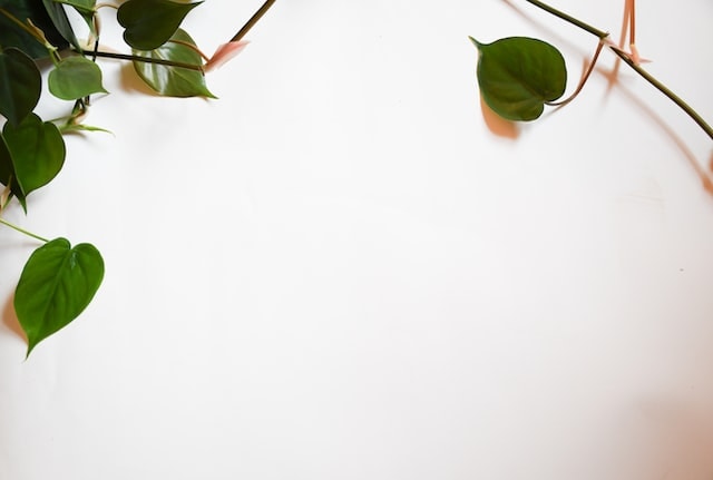 pothos plant on wall