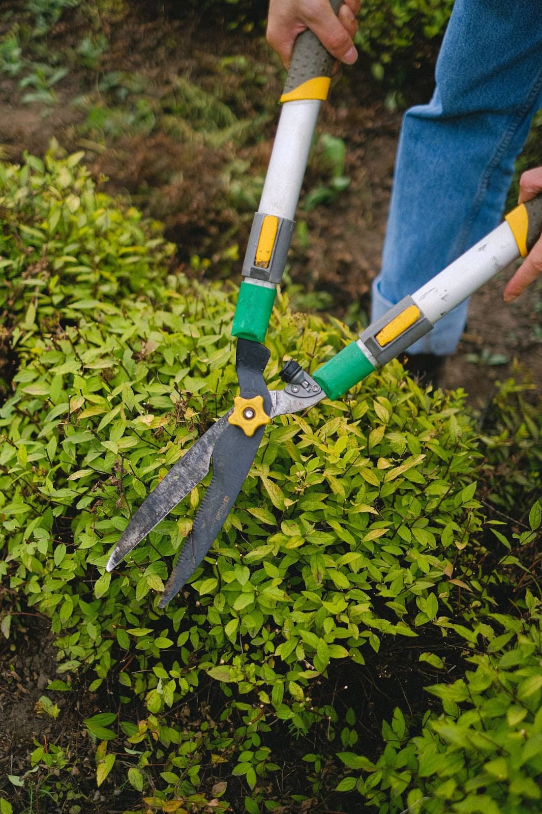 pruning with shears