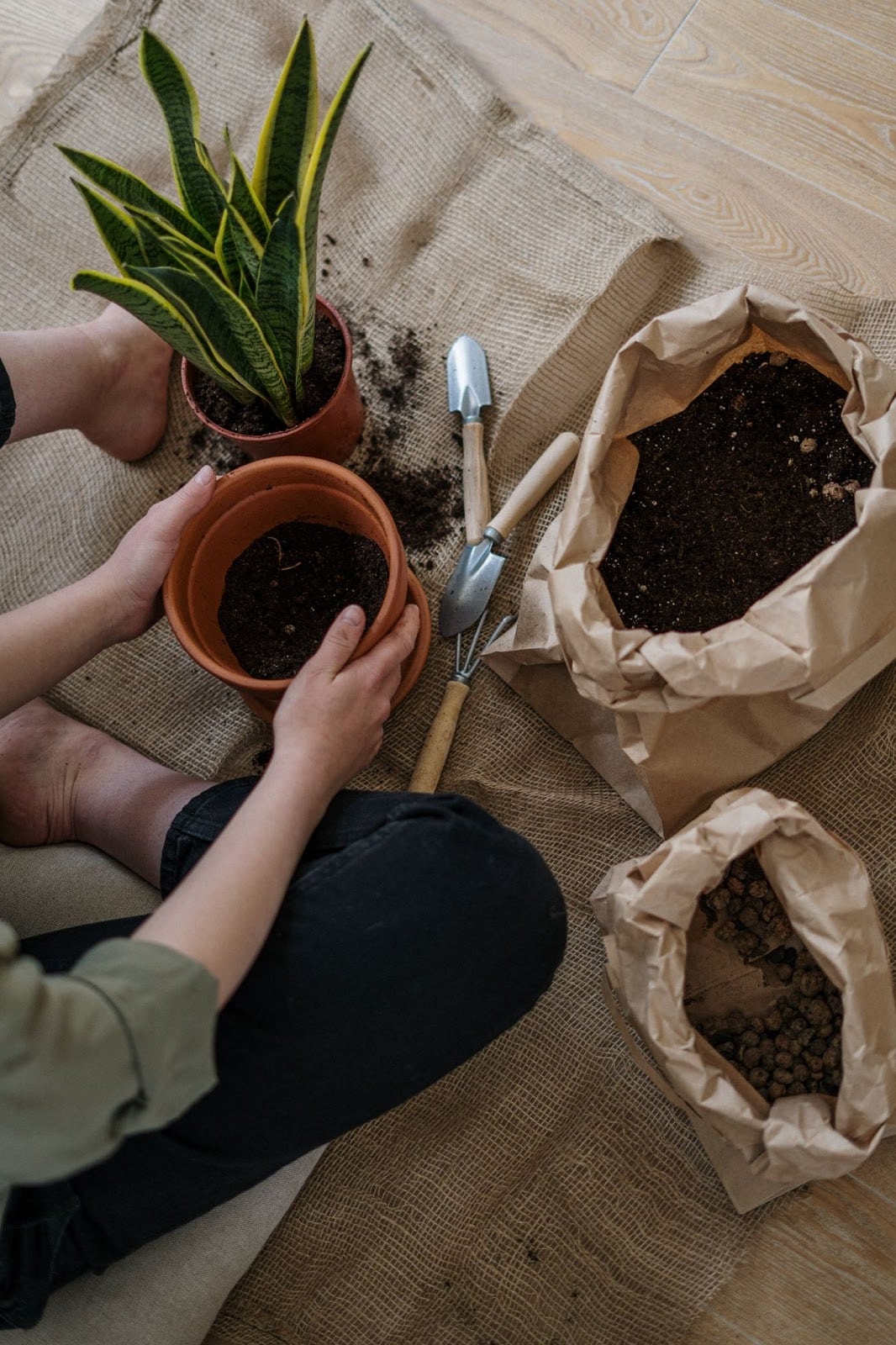 repotting a plant with