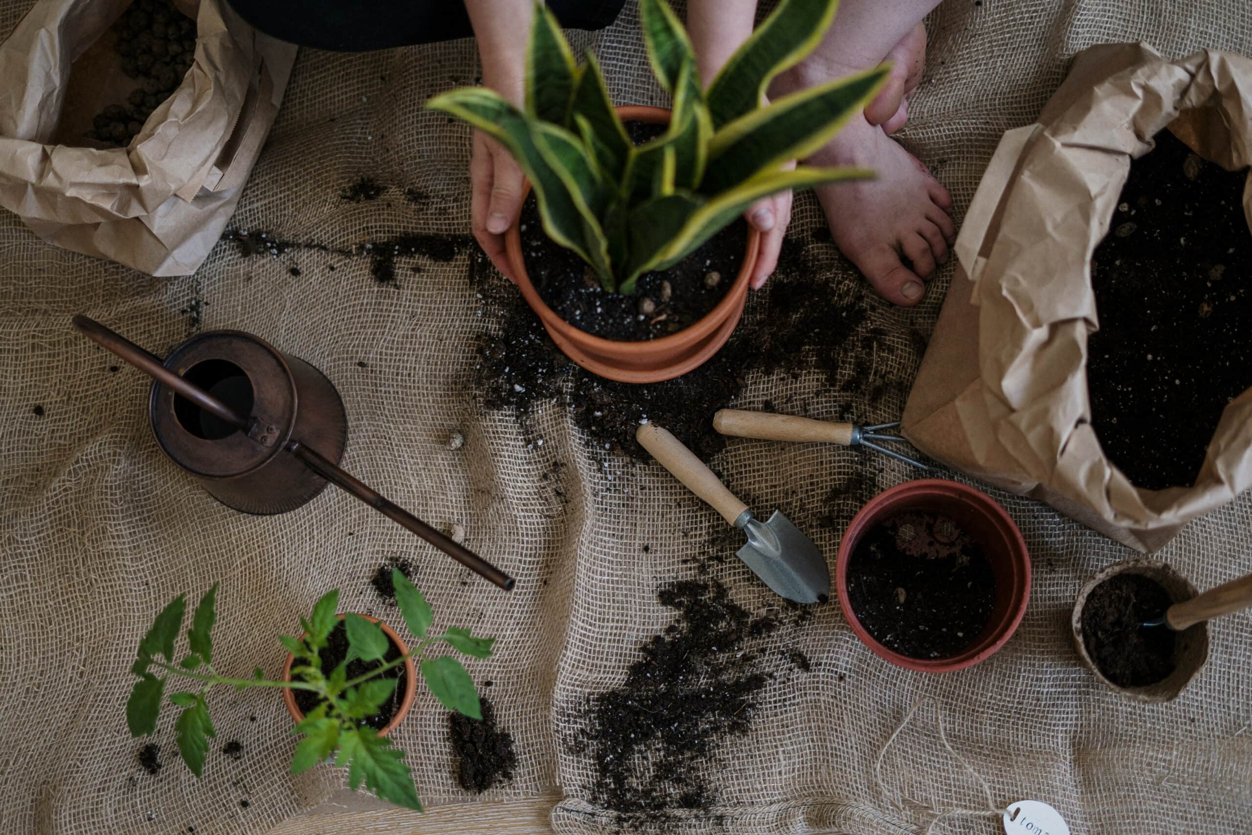 repotting a snake plant using tools