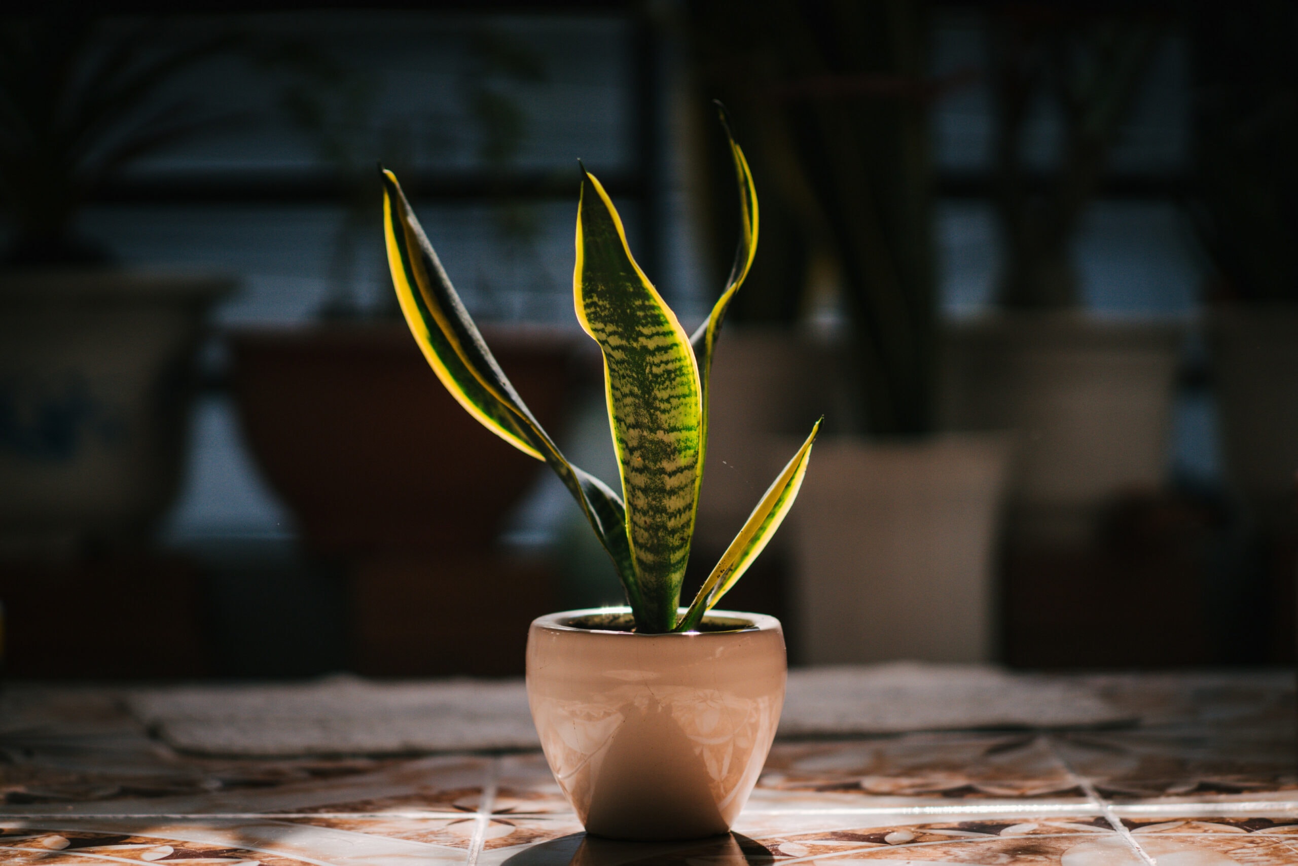 snake plant potted with sun shining on it