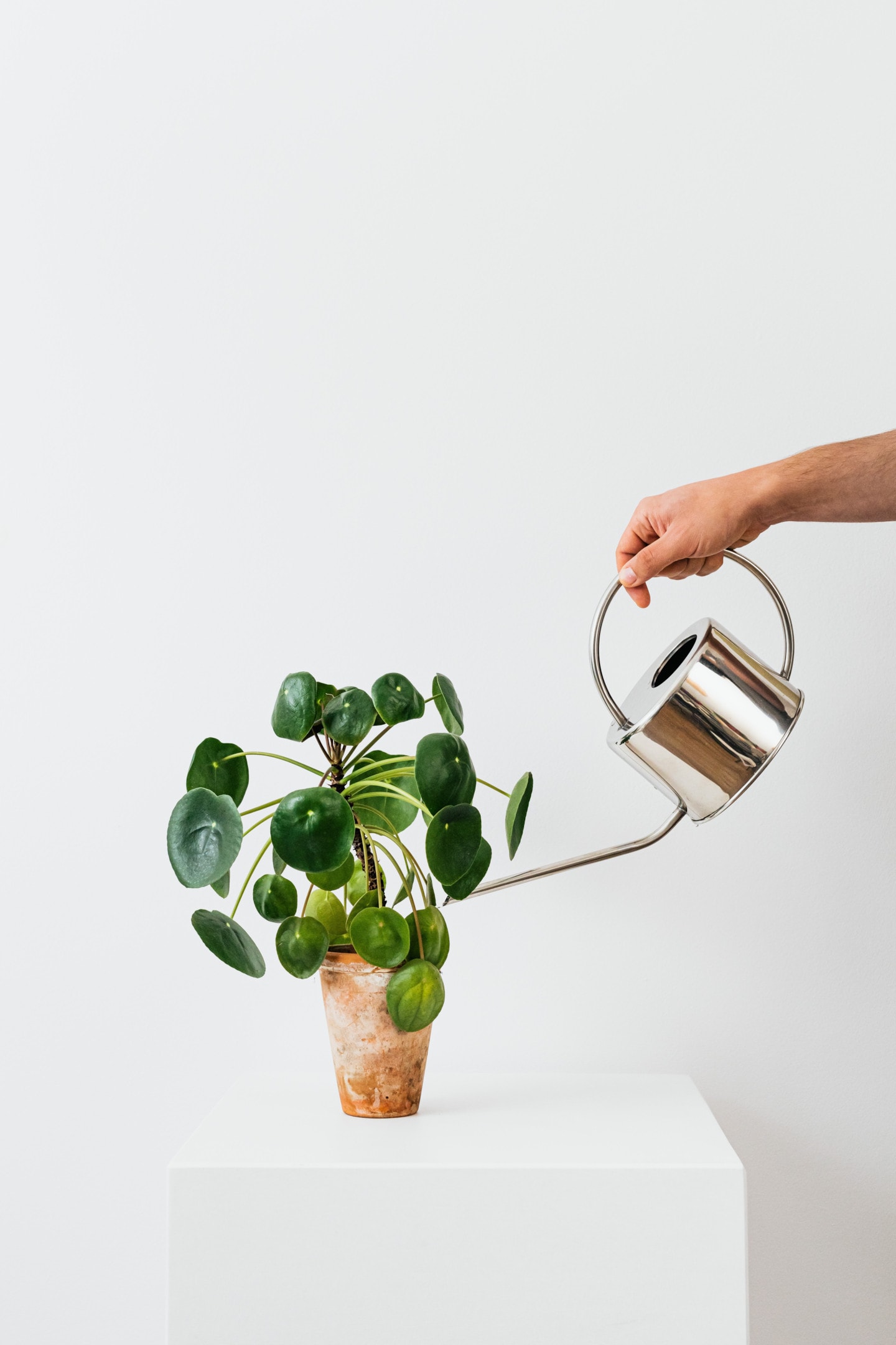 watering a pilea plant