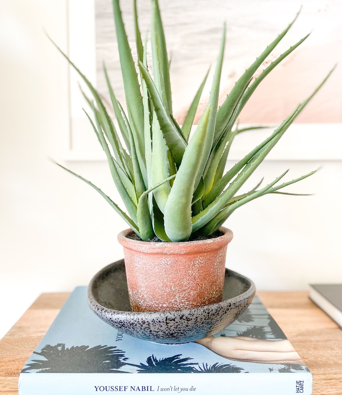watering aloe vera from top or bottom