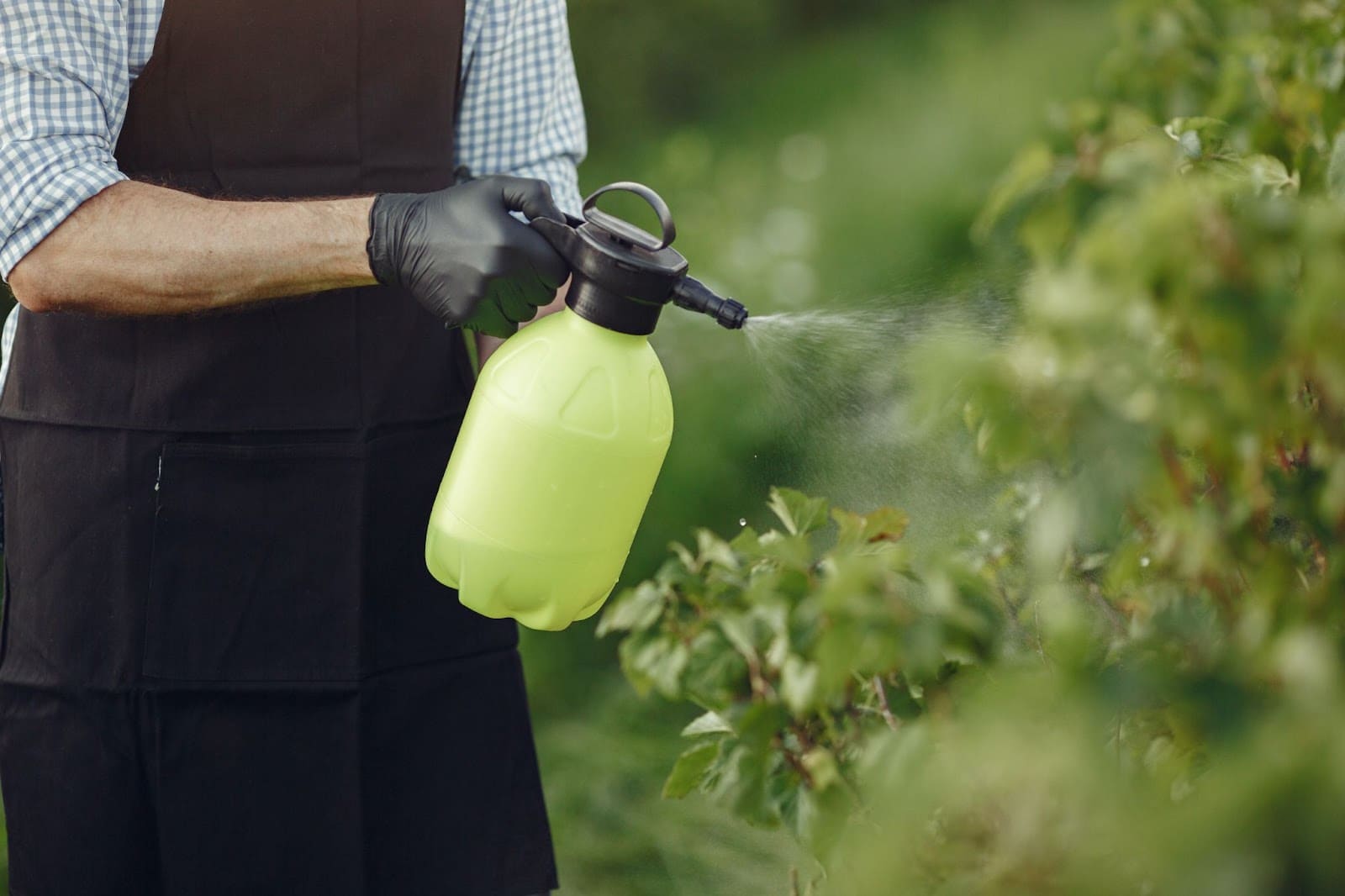 watering green plants with sprayer