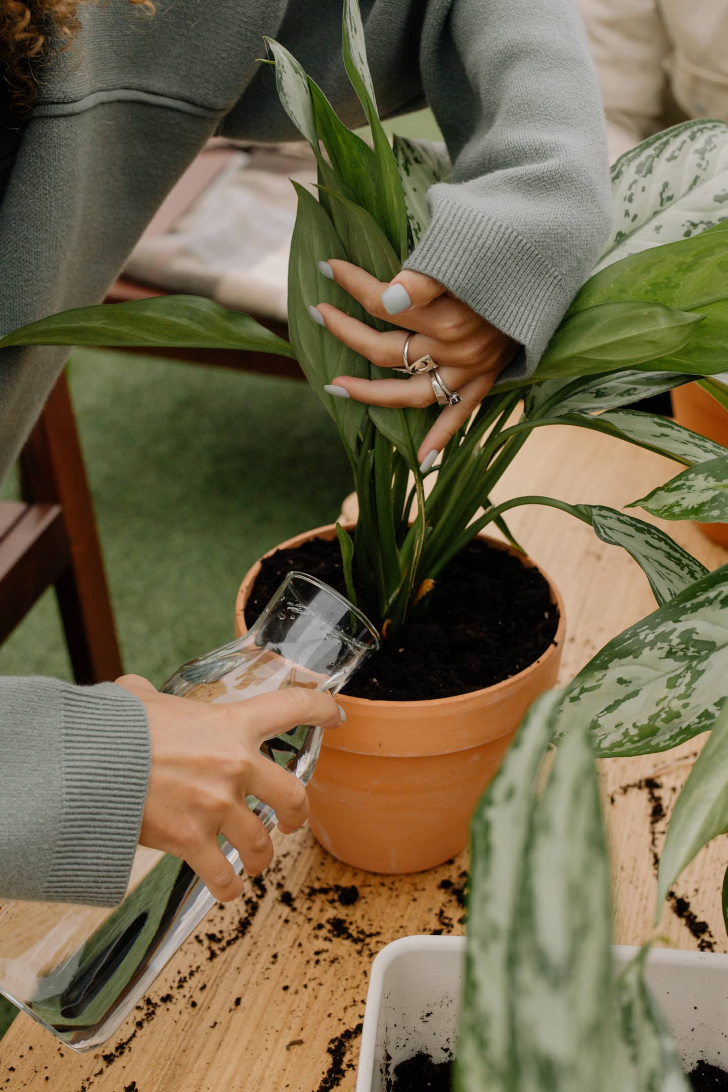 watering houseplants whats the best water
