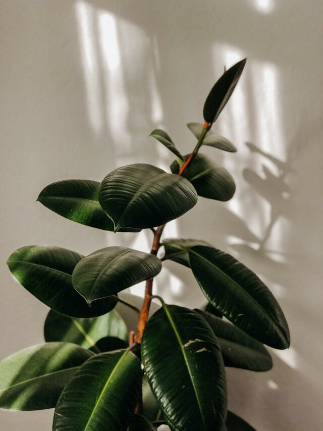 How to Save a Dying Rubber Tree Plant